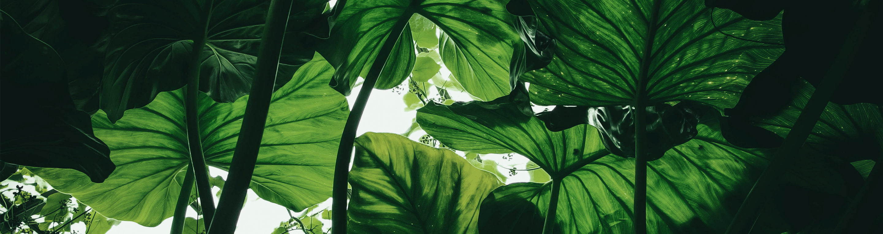 ecologie-high-tech-low-tech